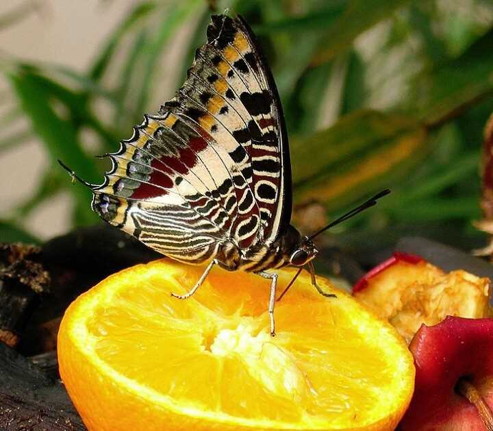Фрукты и сок растений: дополнительное питание для бабочек
