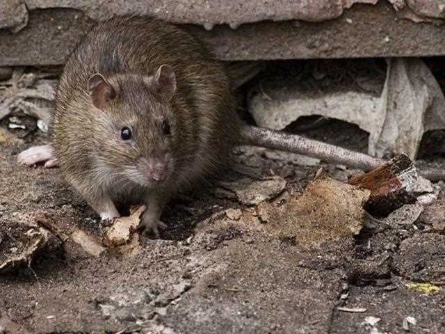 Уничтожение крыс с помощью ядов