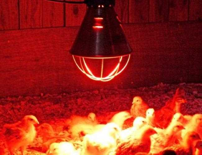Красная лампа - залог комфортного содержания птицы в зимнее время!