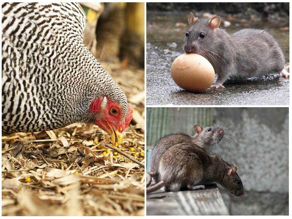 Видео о кражах яиц крысами в курятнике