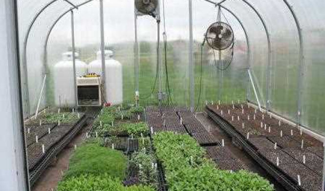 Автоматическая система проветривания теплиц – эффективный способ создания комфортных условий для растений