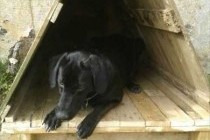 Как сделать стильную и уютную будку для собаки из поддонов - подробная инструкция и полезные советы