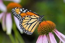 Чем питаются бабочки и какое значение это имеет в их жизнедеятельности