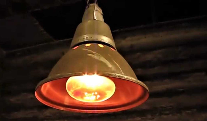 Инфракрасные лампы для обогрева курятника: правила выбора и оптимальное использование