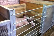 Свинарник своими руками на 10 голов: подробное руководство и советы от опытных фермеров