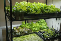 Как правильно выбрать и установить гидропонную систему для выращивания свежей зелени: советы и рекомендации
