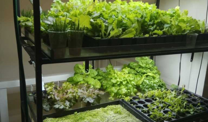 Как правильно выбрать и установить гидропонную систему для выращивания свежей зелени: советы и рекомендации