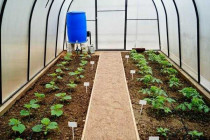 Капельный полив для теплицы: как увеличить урожайность в разы