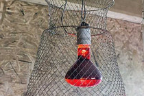 Красная лампа для курятника: как сохранить оптимальную температуру для птицы в зимний период