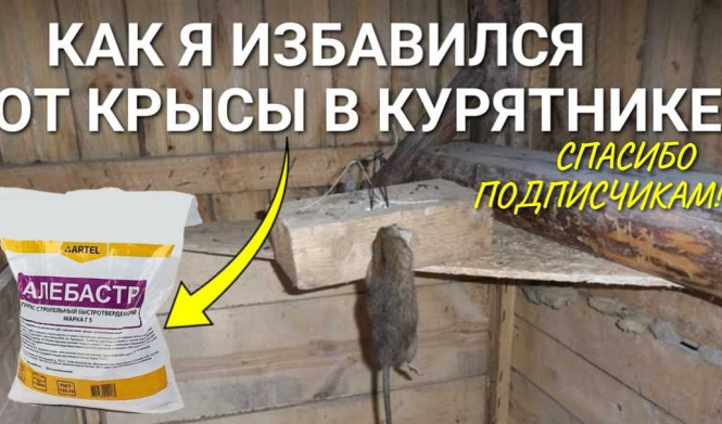 Как крысы крадут яйца в курятнике: подробное видео