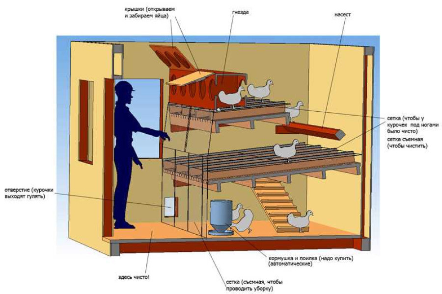 Оборудование курятника для несушек своими руками чертежи и размеры