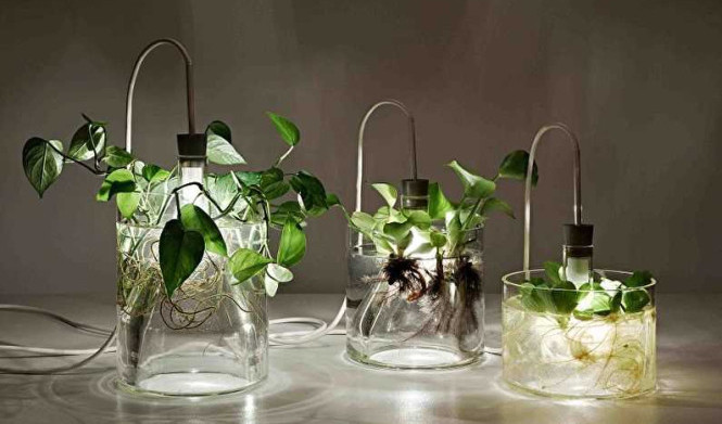 Лампы для растений: как выбрать оптимальный вариант для рассады и выращивания урожая в домашних условиях