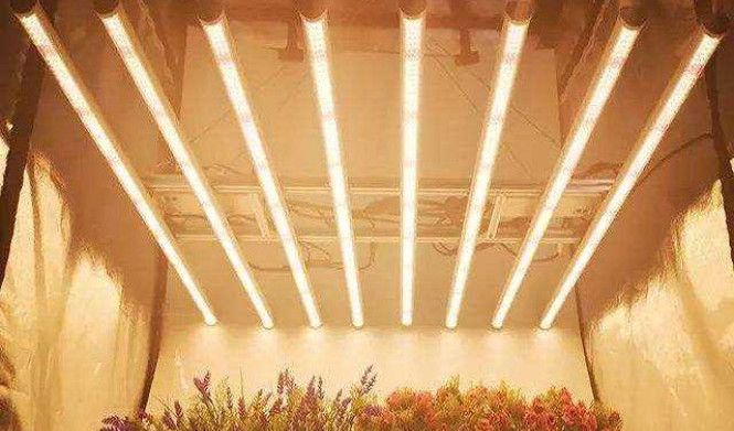 Светодиодное освещение для теплиц: эффективные и экологичные решения