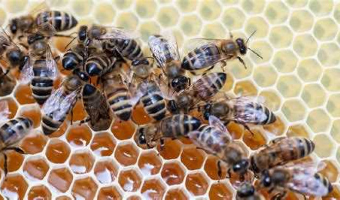 Ульи для пчел: виды, особенности и выбор наилучшего варианта